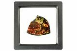 Iridescent Ammolite (Fossil Ammonite Shell) - Fiery Red #310345-1